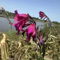 harry beaman · CC BY 4.0 · GBIF