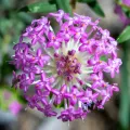Andrew Allen · CC BY 4.0 · GBIF