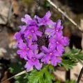 Chris Stahl · CC BY 4.0 · GBIF