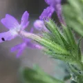 Carlos Martorell · CC BY 4.0 · GBIF