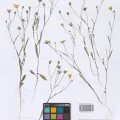MHA Herbarium · CC BY 4.0 · GBIF