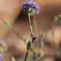 Olivier Argagnon · CC BY 4.0 · GBIF