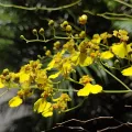 Clarice Dorocinski · CC BY 4.0 · GBIF