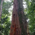 Diogo Luiz · CC BY 4.0 · GBIF