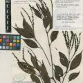 Royal Botanic Gardens, Kew · CC BY 4.0 · GBIF