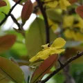 Adam Kamal · CC BY 4.0 · GBIF