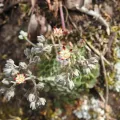 Sinaloa Silvestre · CC0 1.0 · GBIF