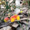 grampianshiker · CC BY 4.0 · GBIF