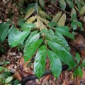 pbsg · CC BY 4.0 · GBIF