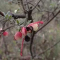 Todd Huang · CC BY 4.0 · GBIF