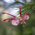 Jeremy James · CC BY 4.0 · GBIF