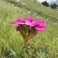 Stanislav Murashkin · CC BY 4.0 · GBIF
