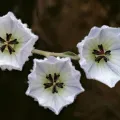 Michael Hains · CC BY 4.0 · GBIF