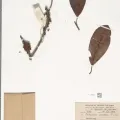 Naturalis Biodiversity Center · CC0 1.0 · GBIF