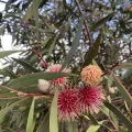 Tess McGrigor · CC0 1.0 · GBIF