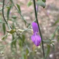 Taryn Brahmsteadt · CC BY 4.0 · GBIF