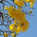 Luan Mazzeo · CC BY 4.0 · GBIF