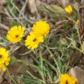 yelena_antipova · CC BY 4.0 · GBIF