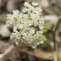 Eleftherios Katsillis · CC BY 4.0 · GBIF