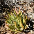 Danie Palm · CC BY 4.0 · GBIF
