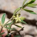 Eleftherios Katsillis · CC BY 4.0 · GBIF