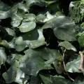 Daniel Cahen · CC BY 4.0 · GBIF