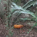 Erwin Sieben · CC0 1.0 · GBIF