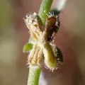 John Cowles · CC0 1.0 · GBIF