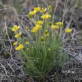 Syd Cannings · CC BY 4.0 · GBIF