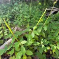 naturedom12 · CC0 1.0 · GBIF