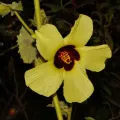 i_c_riddell · CC BY 4.0 · GBIF