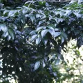 Mahomed Desai · CC BY 4.0 · GBIF
