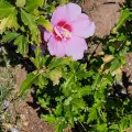 Lauu · CC BY 4.0 · GBIF