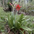 Seema Merchant · CC BY 4.0 · GBIF