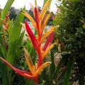 Robert H. Wardell · CC0 1.0 · GBIF
