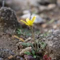 Eleftherios Katsillis · CC BY 4.0 · GBIF