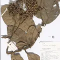 Naturalis Biodiversity Center · CC0 1.0 · GBIF