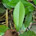 Pranav Chandra Bose · CC BY 4.0 · GBIF