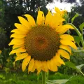 Jhonatan Matheus · CC BY 4.0 · GBIF
