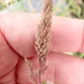 Peter de Lange · CC0 1.0 · GBIF