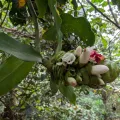 Zac Peterson · CC BY 4.0 · GBIF