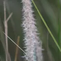 demianlescano · CC0 1.0 · GBIF
