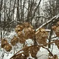 Stanislav Murashkin · CC BY 4.0 · GBIF