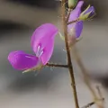 Roland Muench · CC BY 4.0 · GBIF