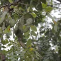 Mahomed Desai · CC BY 4.0 · GBIF