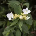 Licheng Shih · CC BY 4.0 · GBIF