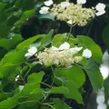 WATANABE Hitoshi 渡辺仁 · CC BY 4.0 · GBIF