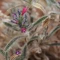 Olivier Argagnon · CC BY 4.0 · GBIF