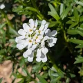 Denis Bastianelli · CC BY 4.0 · GBIF