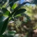 ANDRÉS GONZÁLEZ · CC0 1.0 · GBIF